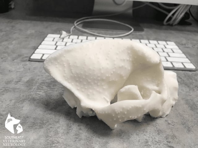 3d-model-of-maxs-skull