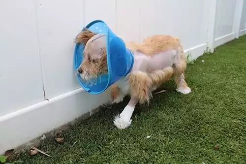 Bernie_After-Surgery