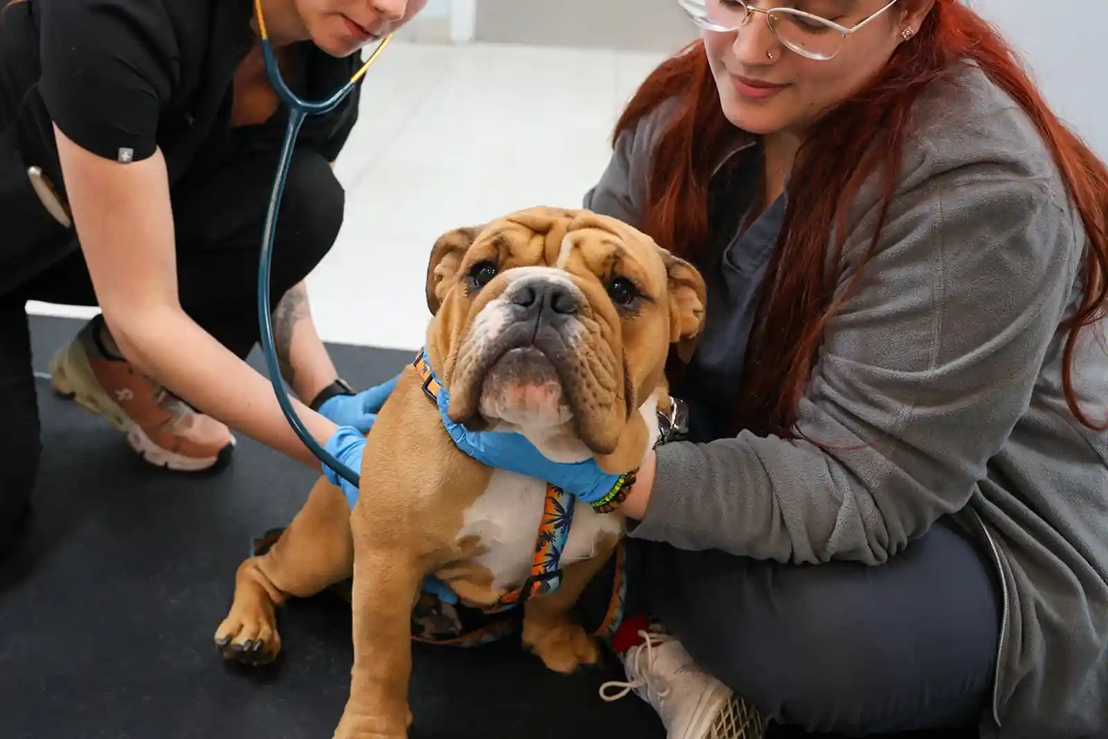 bulldog being examined for possible brain tumor