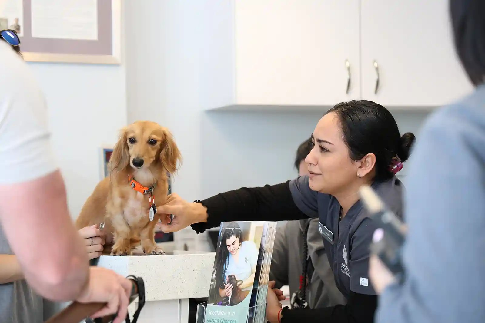 cão não consegue pular na cama de repente, então visita neurologista veterinário