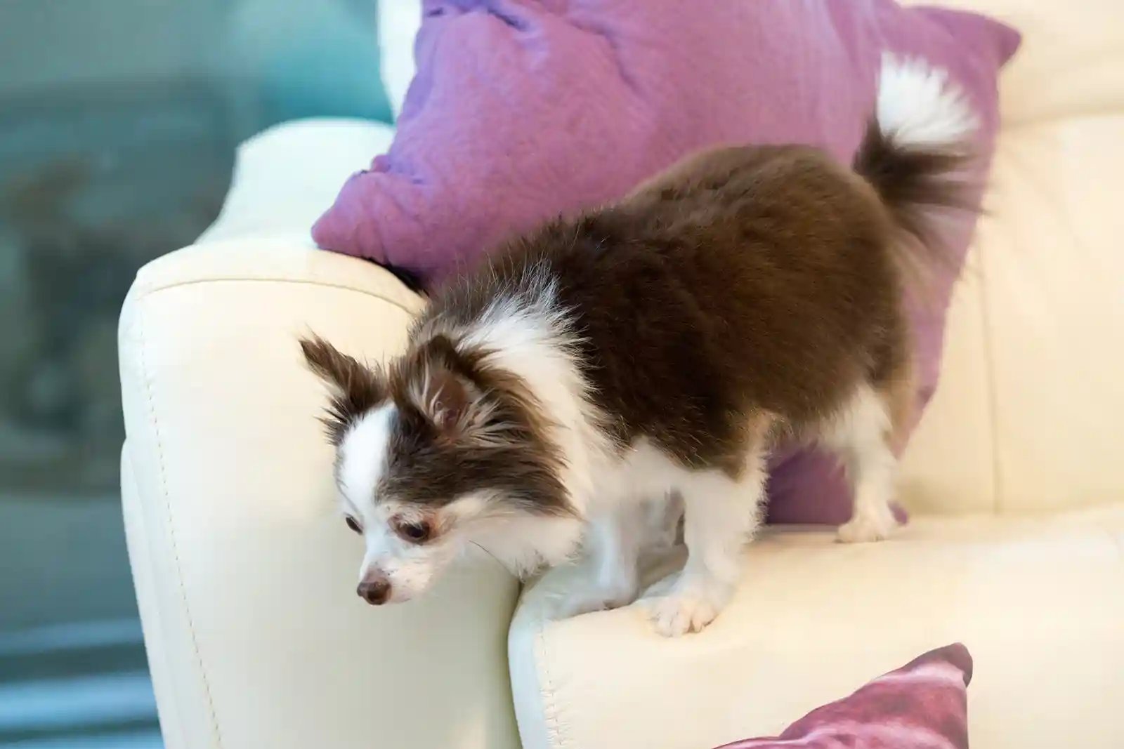 small dog jumps off couch