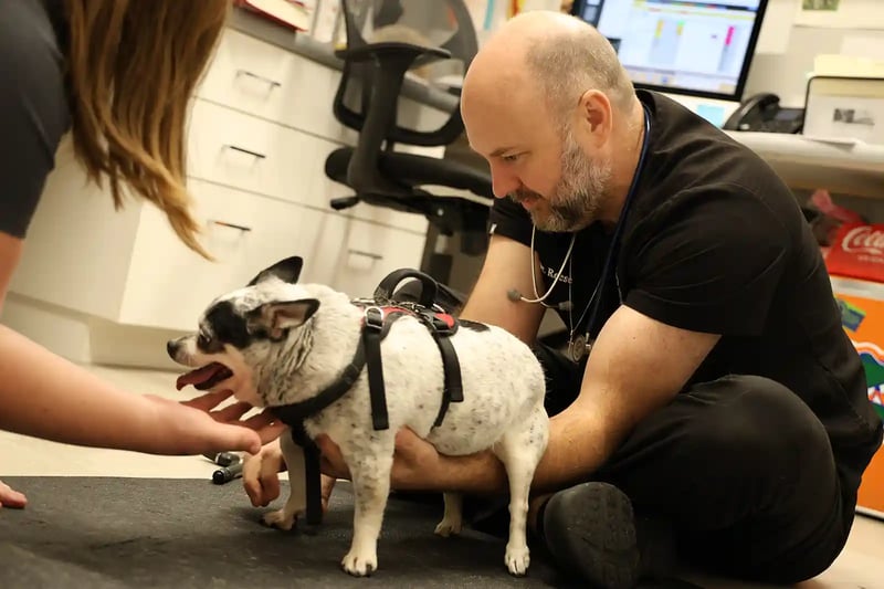 dog gets neurological exam to find cause of seizures