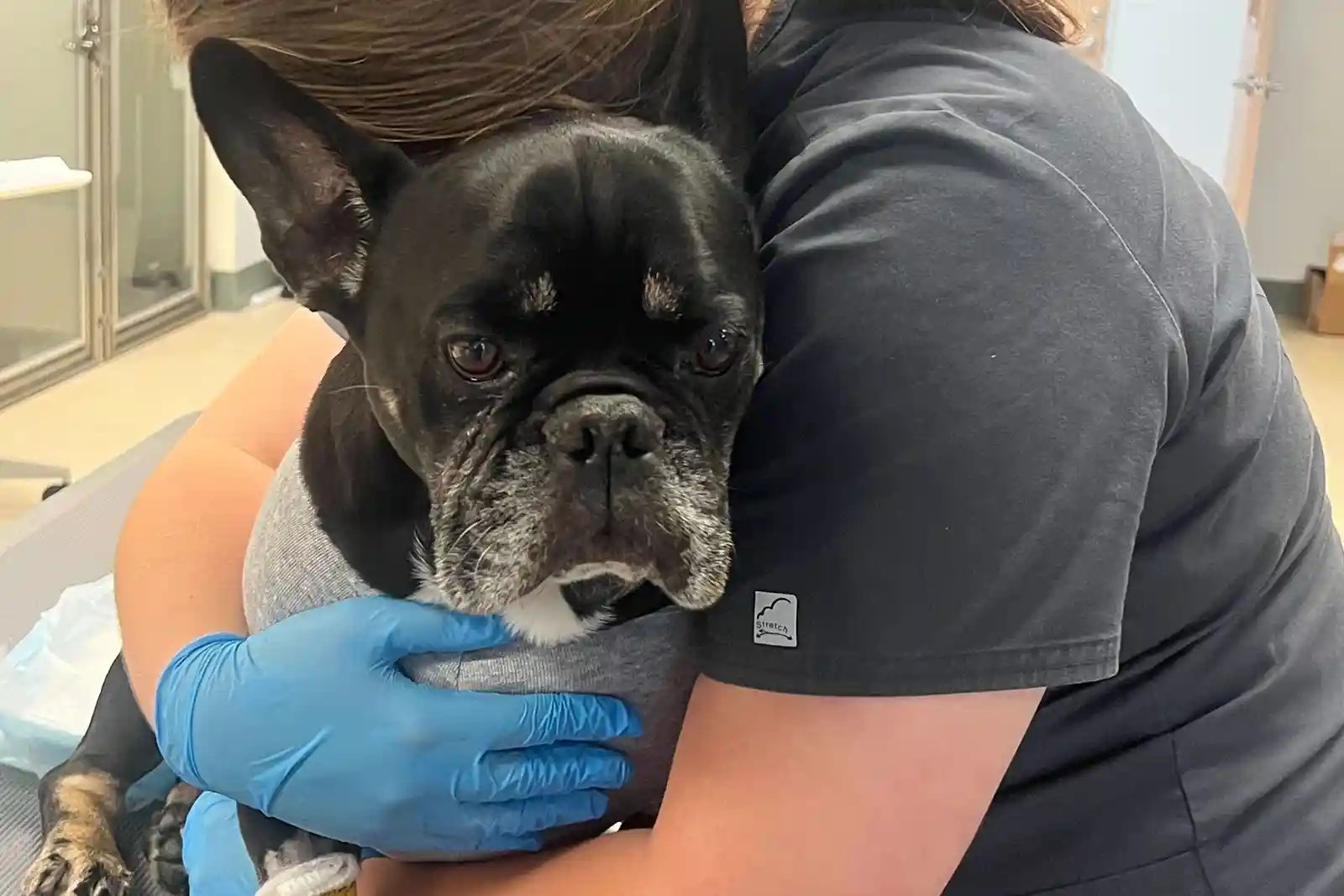 French bulldog with brain tumor