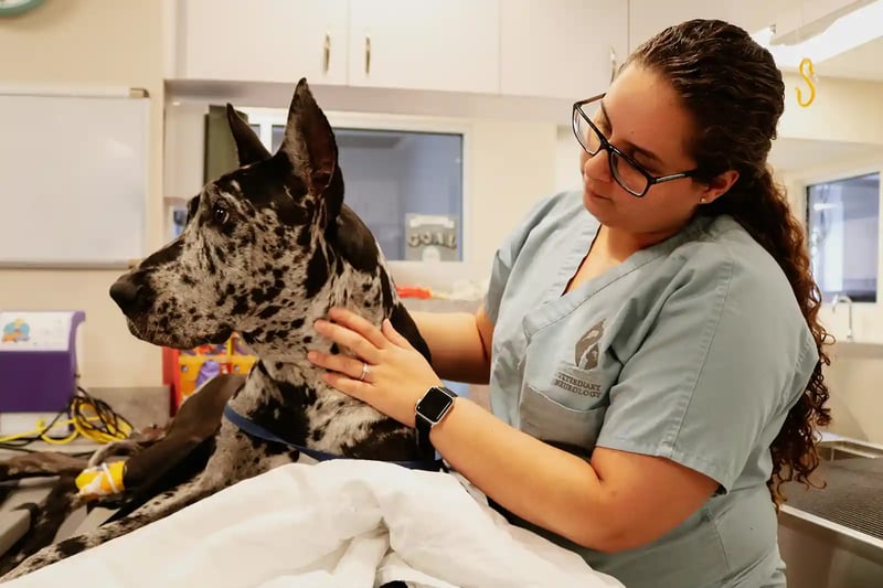 Great Dane being prepped for IVDD surgery