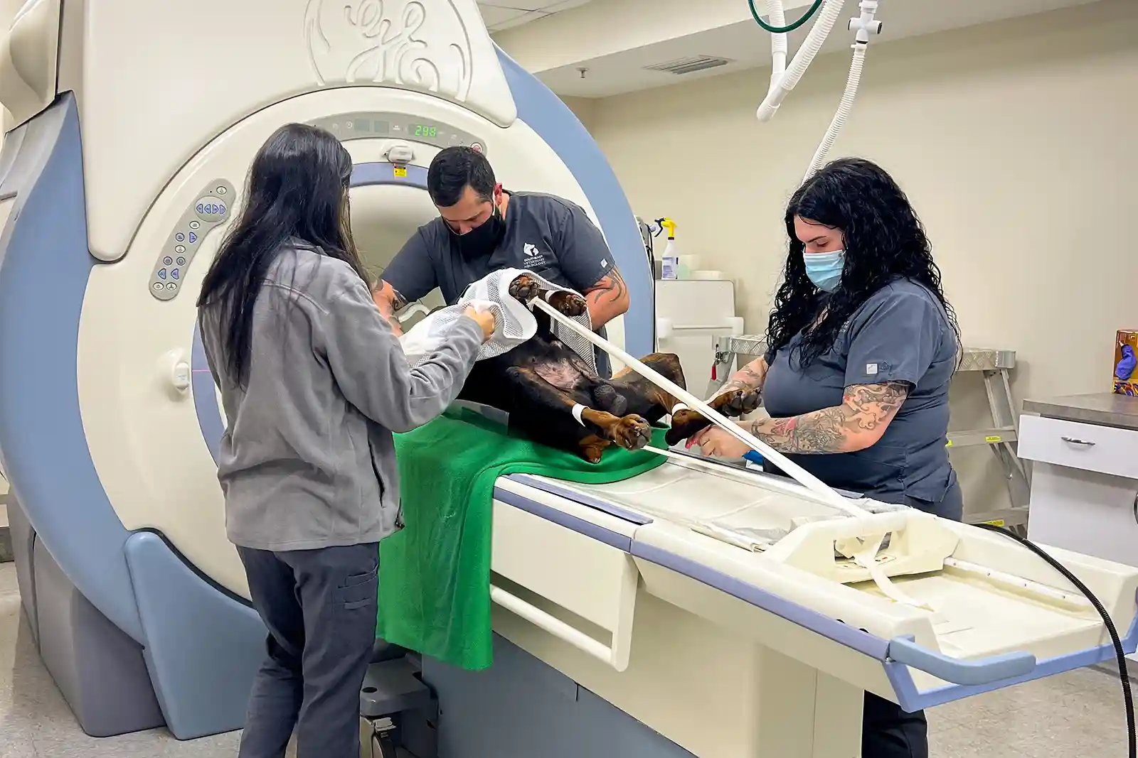 Doberman gets MRI to confirm wobblers in dogs