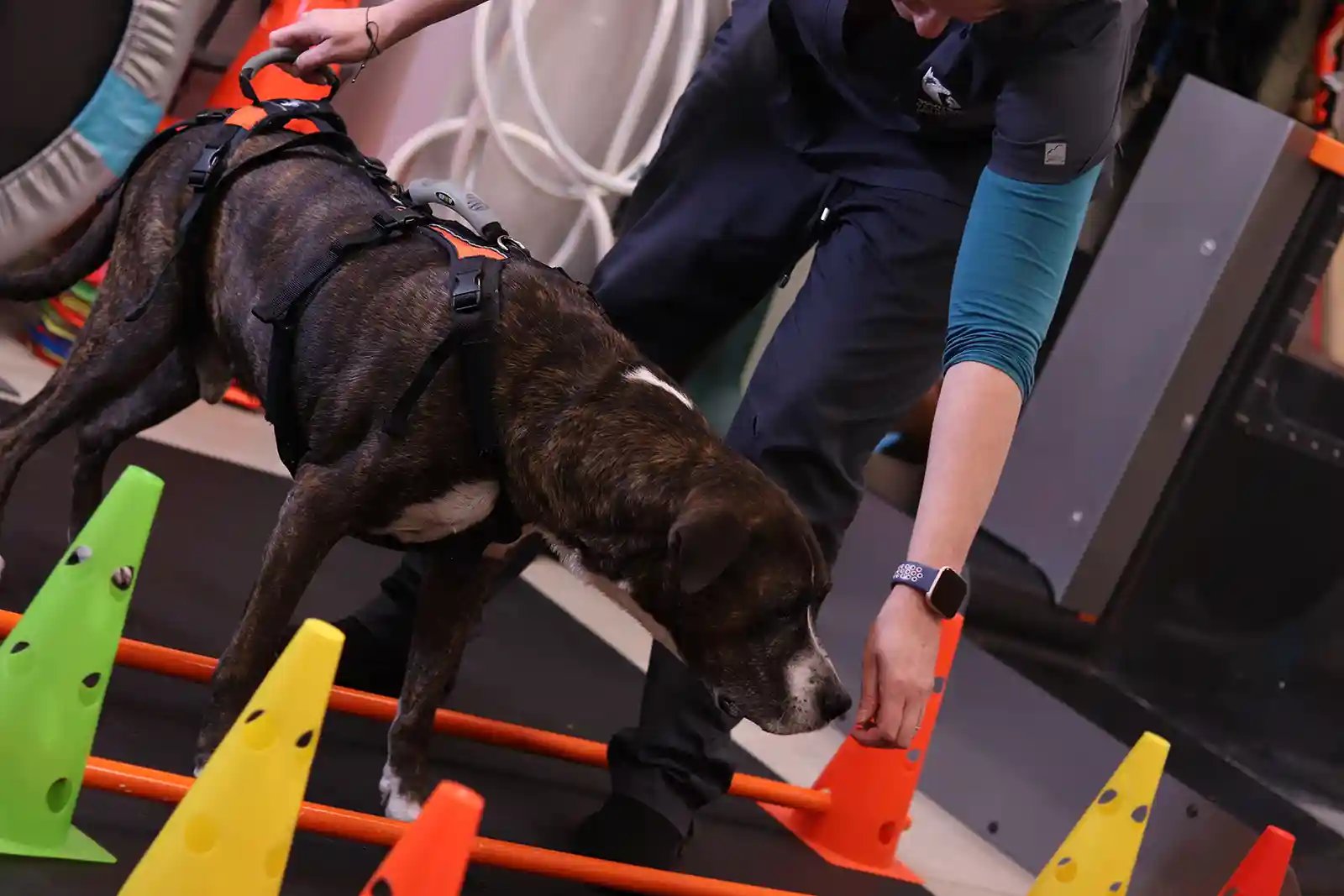dog gets physical therapy for wobblers