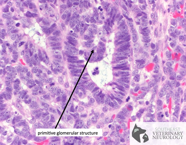 Histopathology-Havoc-2