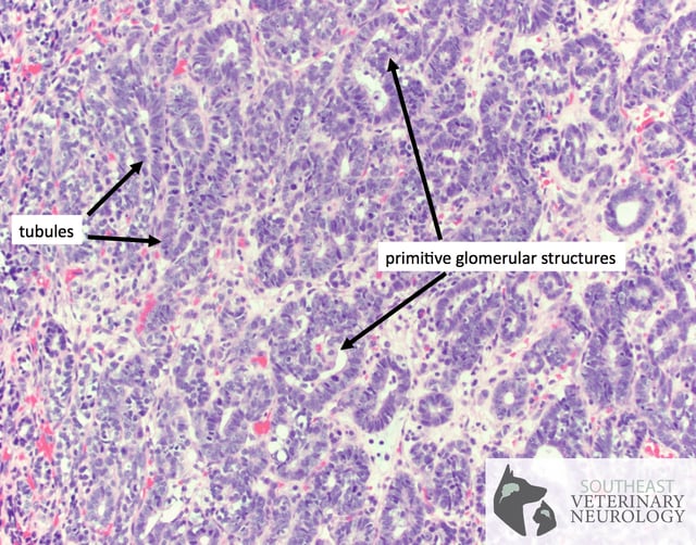 Histopathology-Havoc