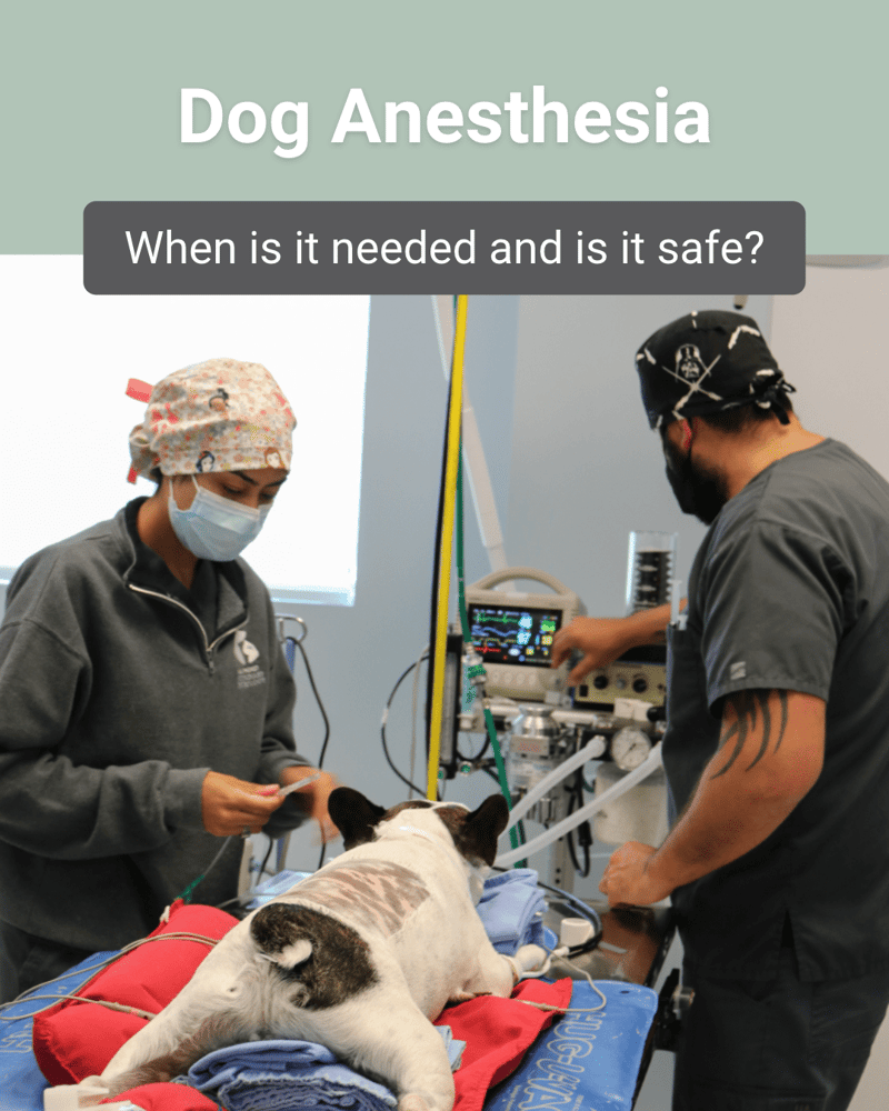 Dog under anesthesia 