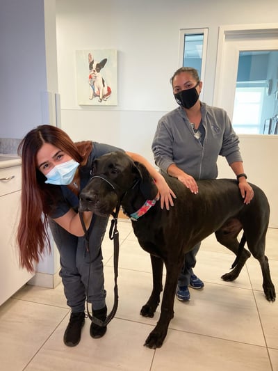 Great Dane with technicians