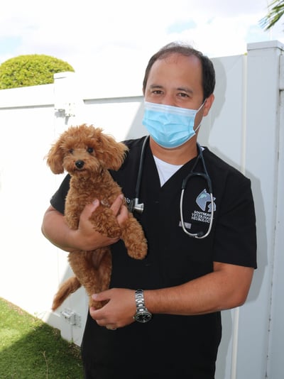 Dr. Wong with Ella the Goldendoodle