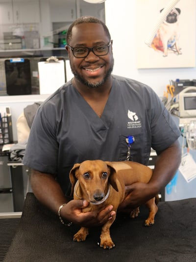 dachshund after IVDD surgery