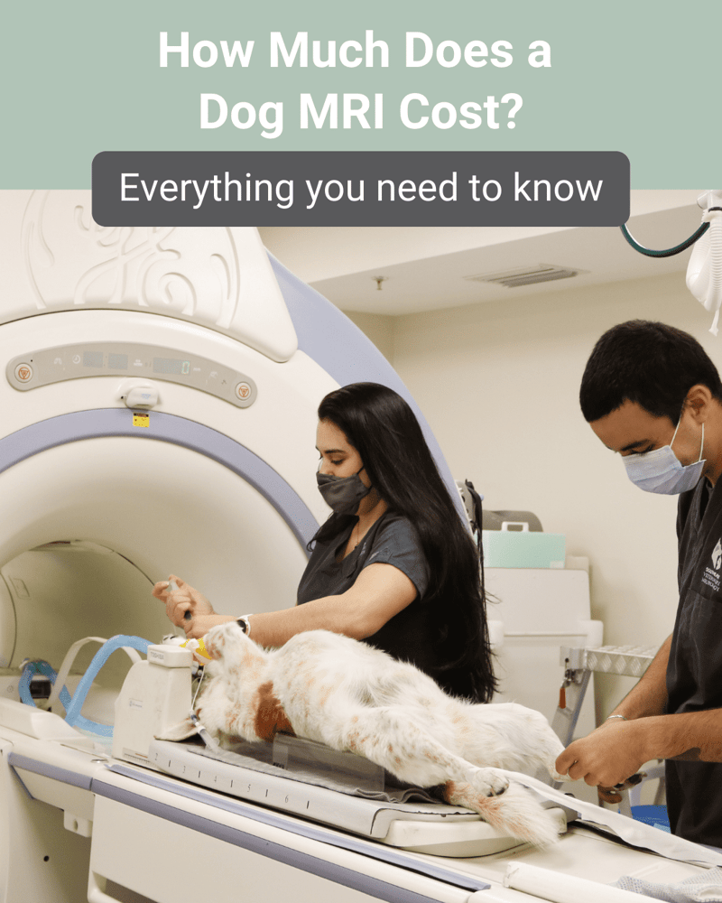 Dog MRI cost