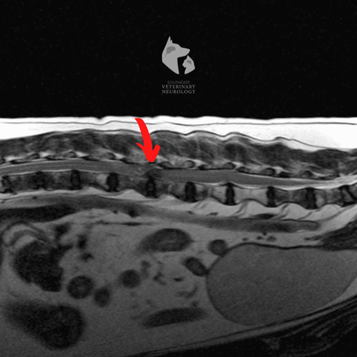 MRI of myelomalacia dog spine