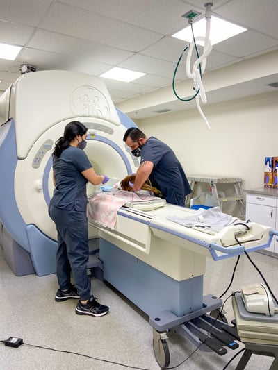 SEVN specialty vet techs setting up MRI
