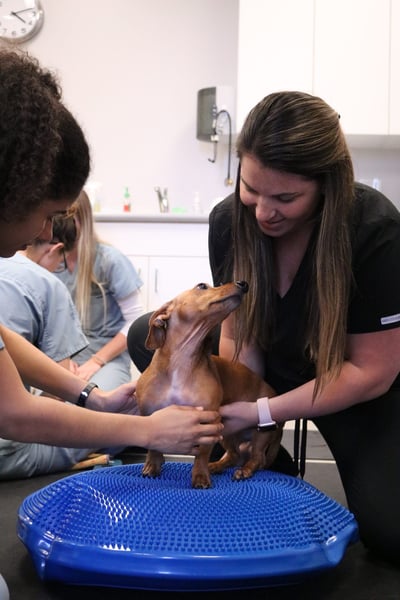 Dr. Amanda Webb working with dog on physical therapy