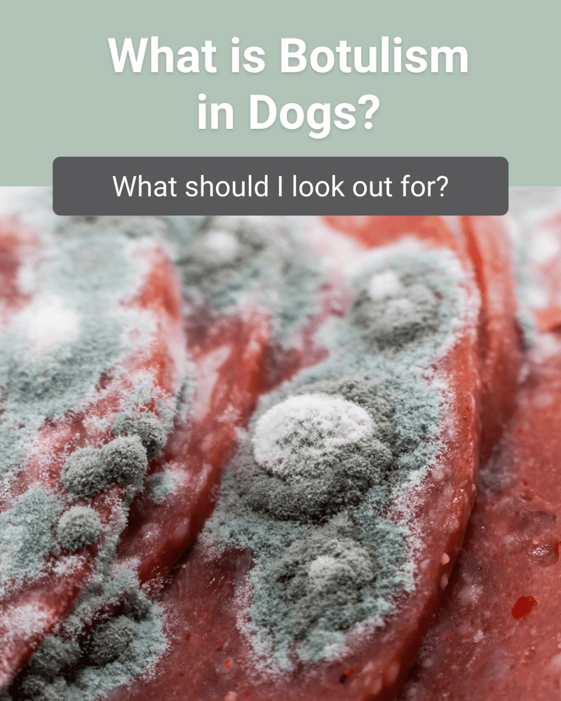 Botulism In Dogs