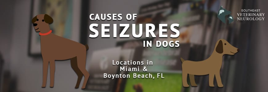 causes of seizures in dogs header