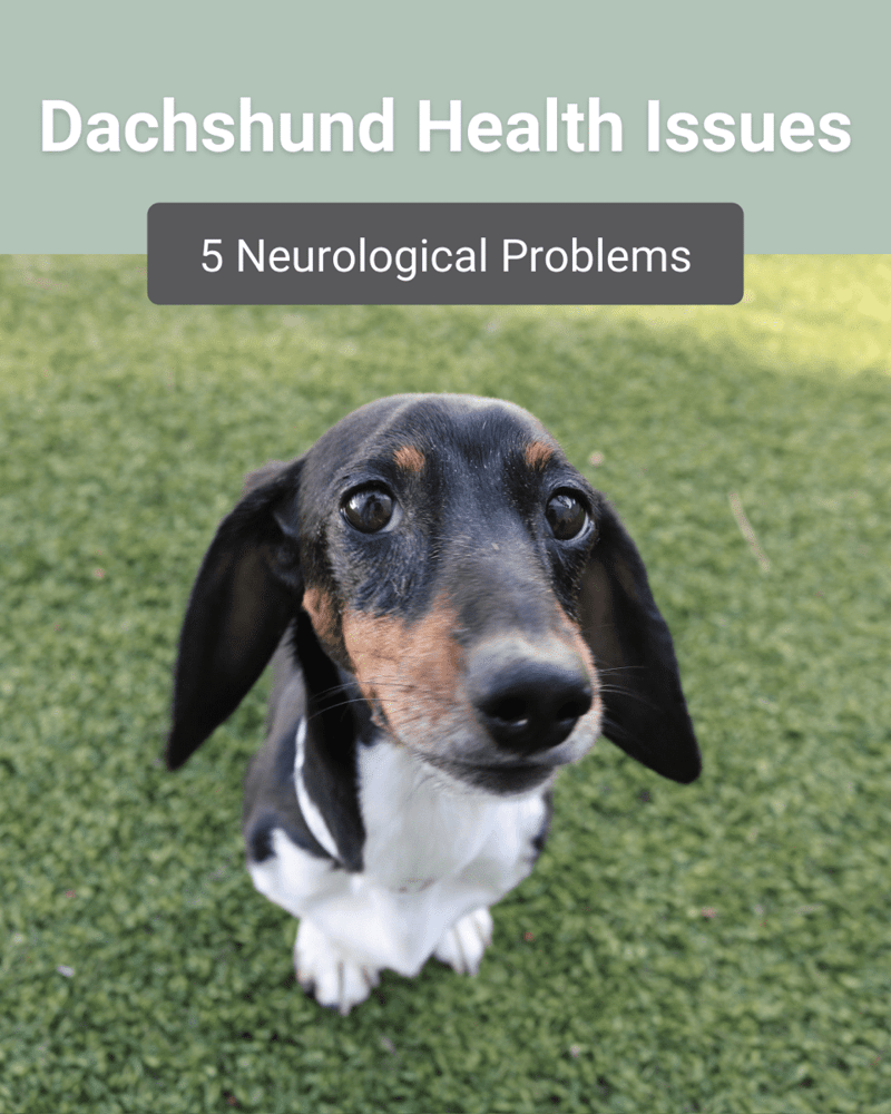 dachshund health issues dachshund neurological problems