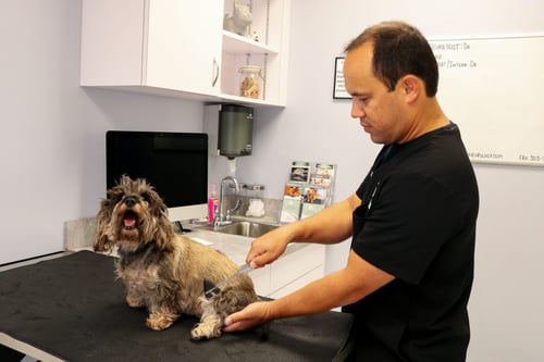 dachshund neurological exam for health issues