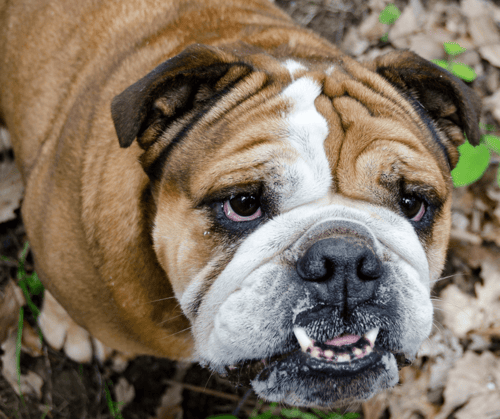 dental problems in brachycephalic dogs