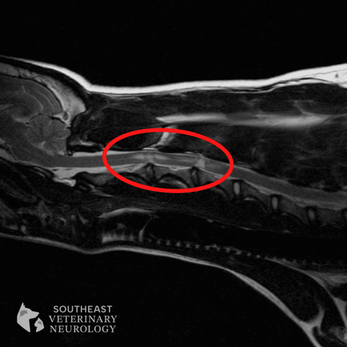 mri of dog with annpe