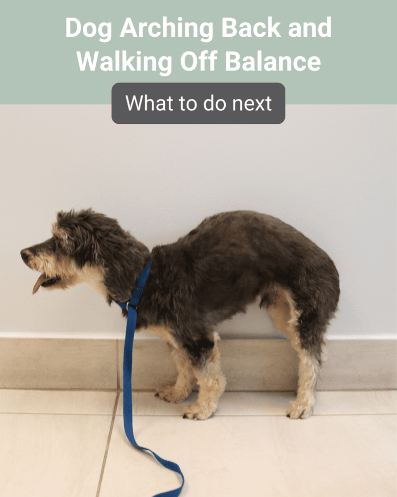 dog arching back walking off balance
