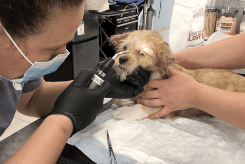 dog being examined at SEVN