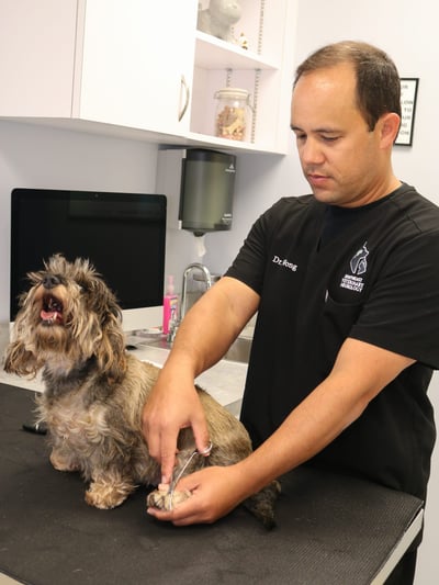 dog being treated for myelomalacia