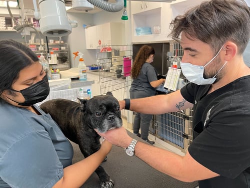 Dog Botulism Getting Help
