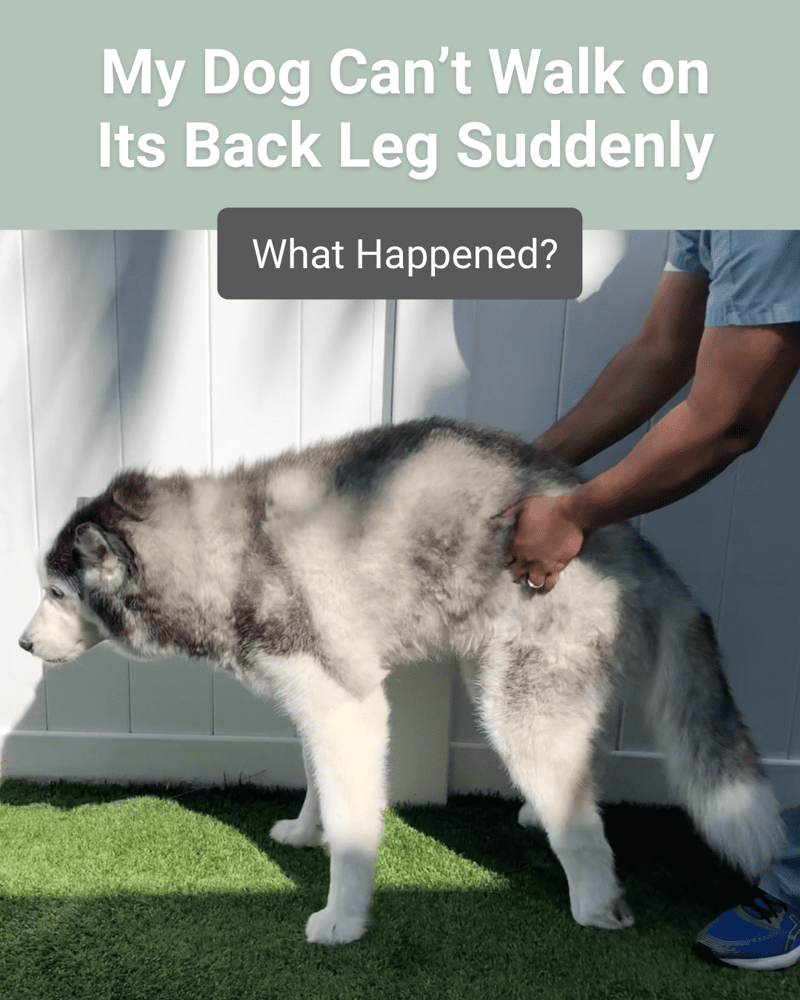dog can't walk on back leg suddenly
