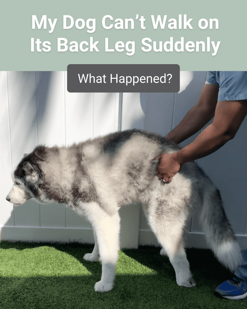 Why Can't My Dog Walk All of a Sudden? Urgent Insights