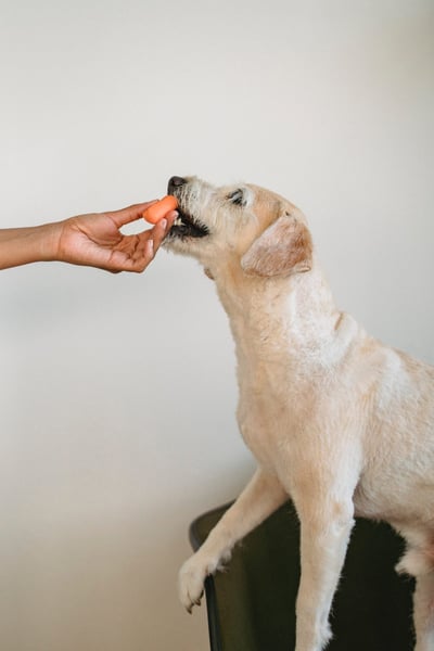 dog eating snack