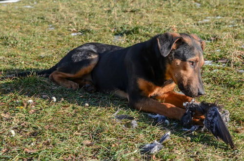 Stray Dog Eating A Pigeon Bird. Abandoned Dog Eating Dead Bird In Nature.
