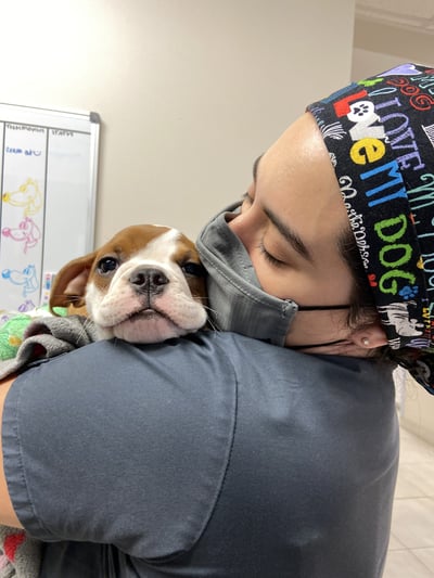 dog getting love after anesthesia 