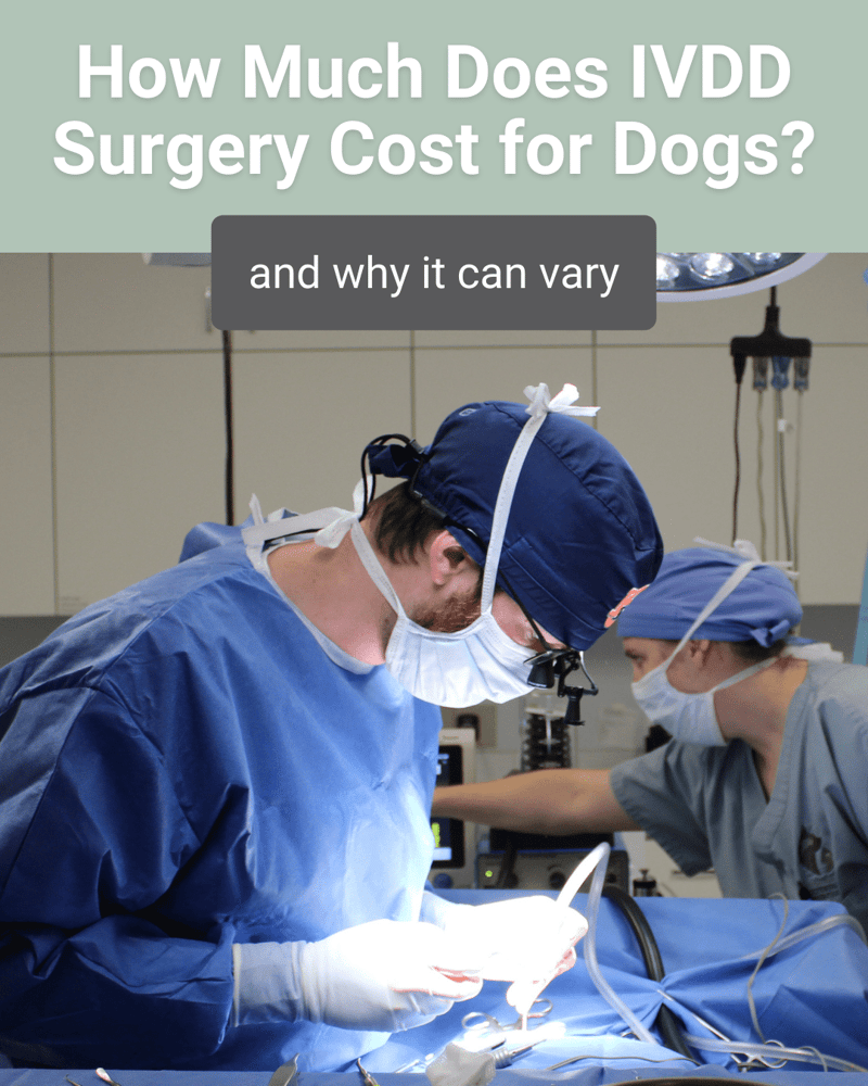 dog IVDD surgery cost