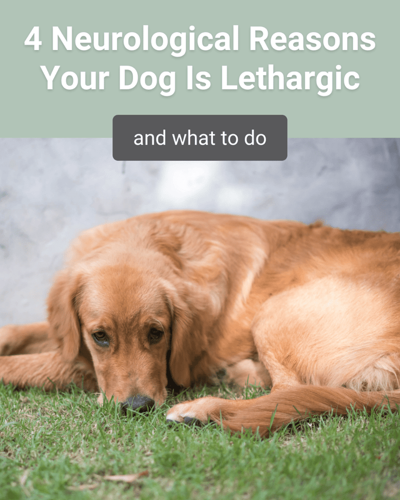 dog lethargic