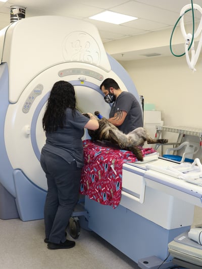 diagnosing degenerative myelopathy with MRI