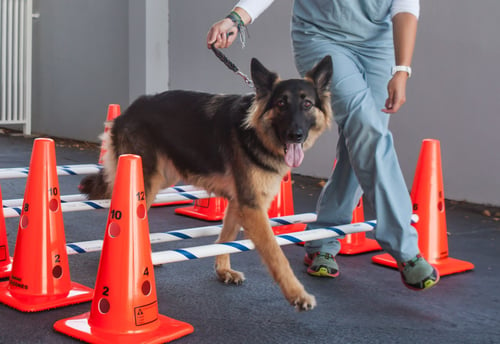 managing degenerative myelopathy with physical therapy