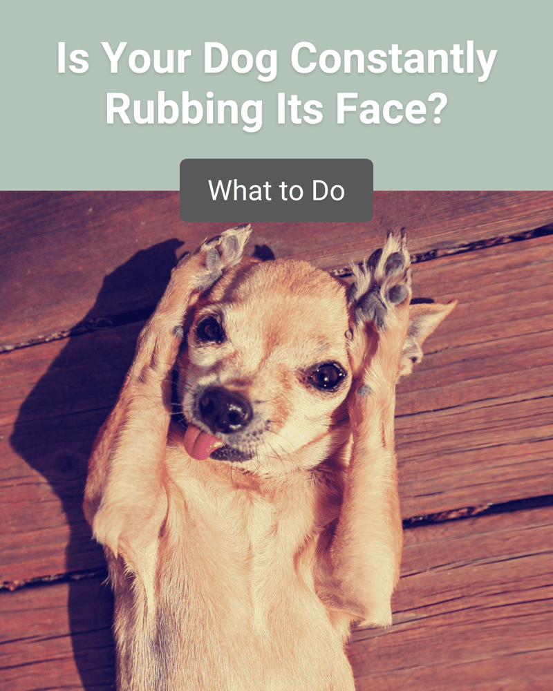 dog rubbing face