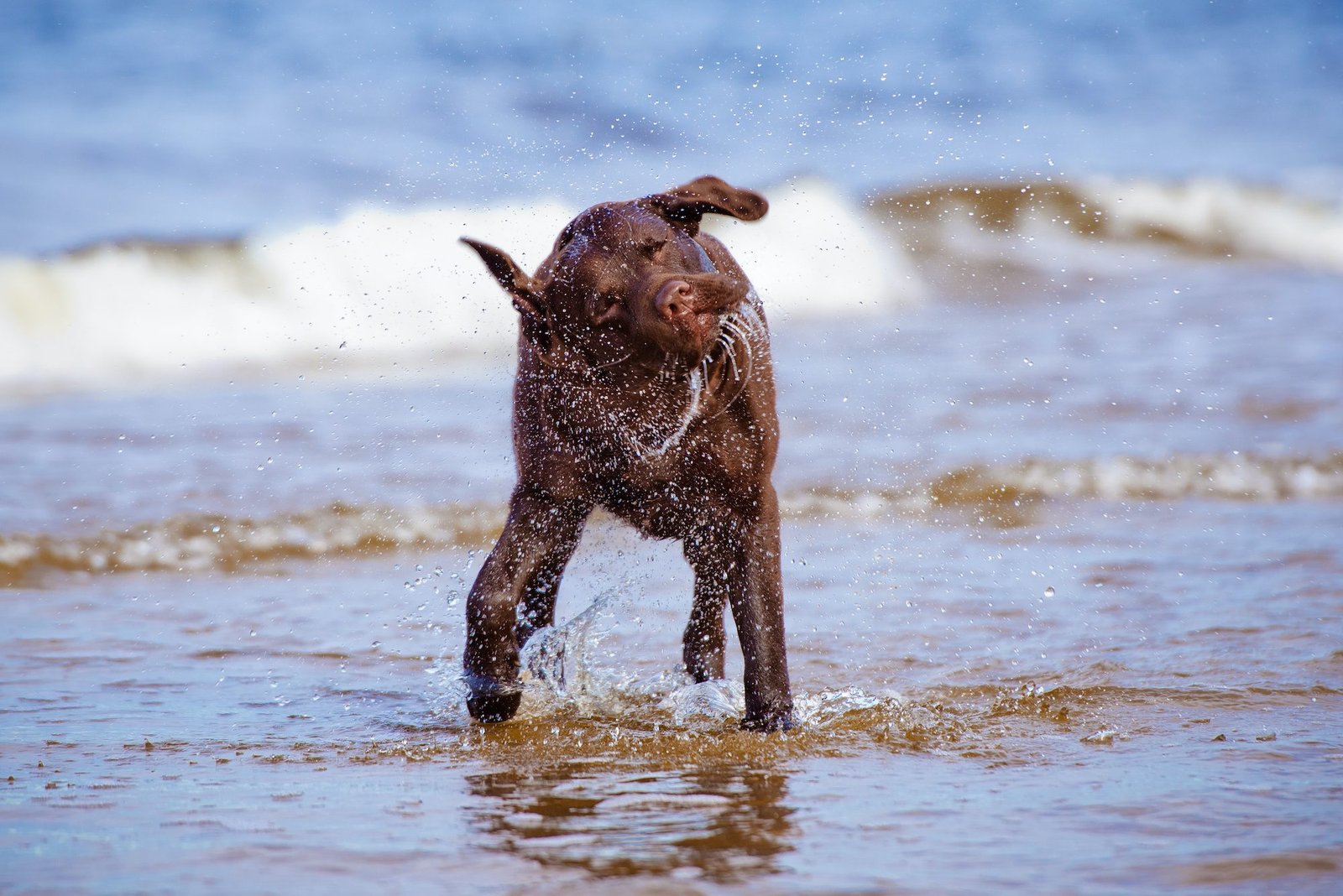 dog shaking it's head