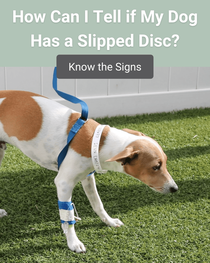 dog slipped disc