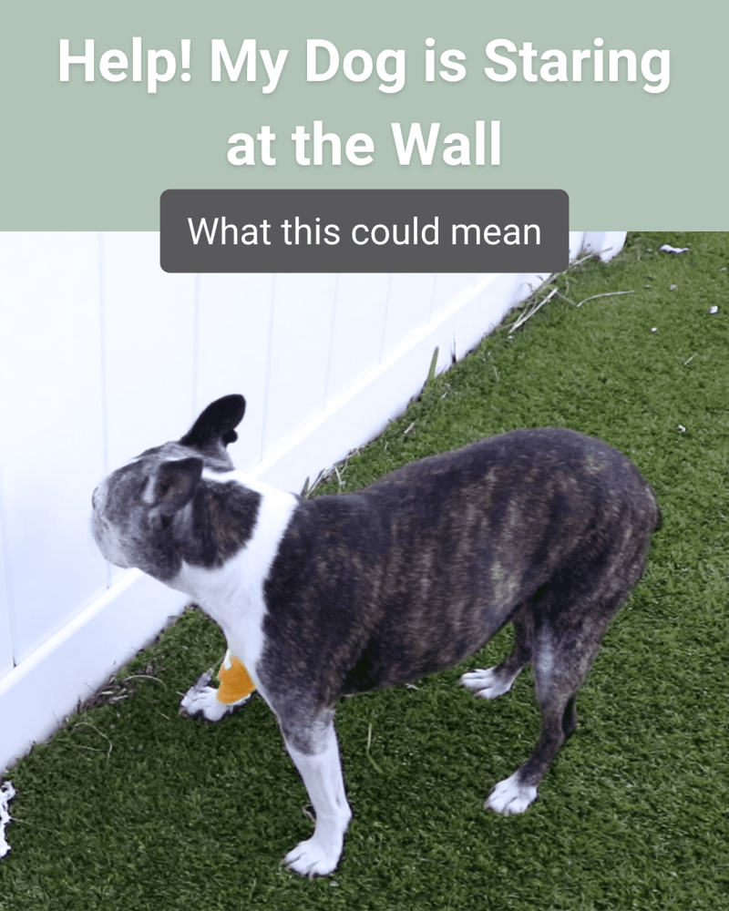 dog staring at the wall