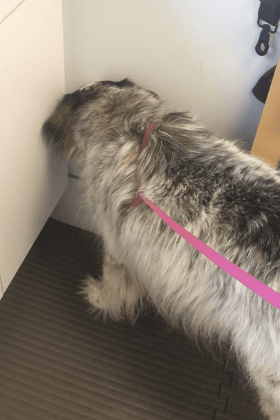 dog staring at wall in corner
