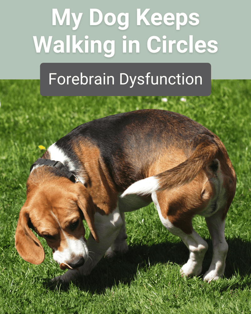 dog walking in circles