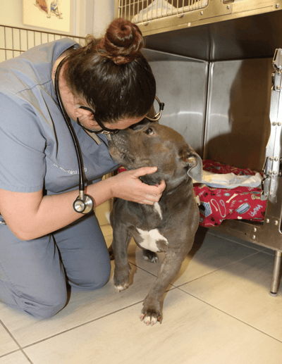Dr. Divita helping dog with neck pain