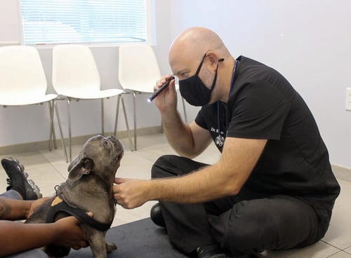 Dr. Reese treating dog brain tumor symptoms