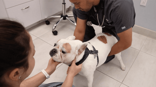 french bulldog with pug myelopathy