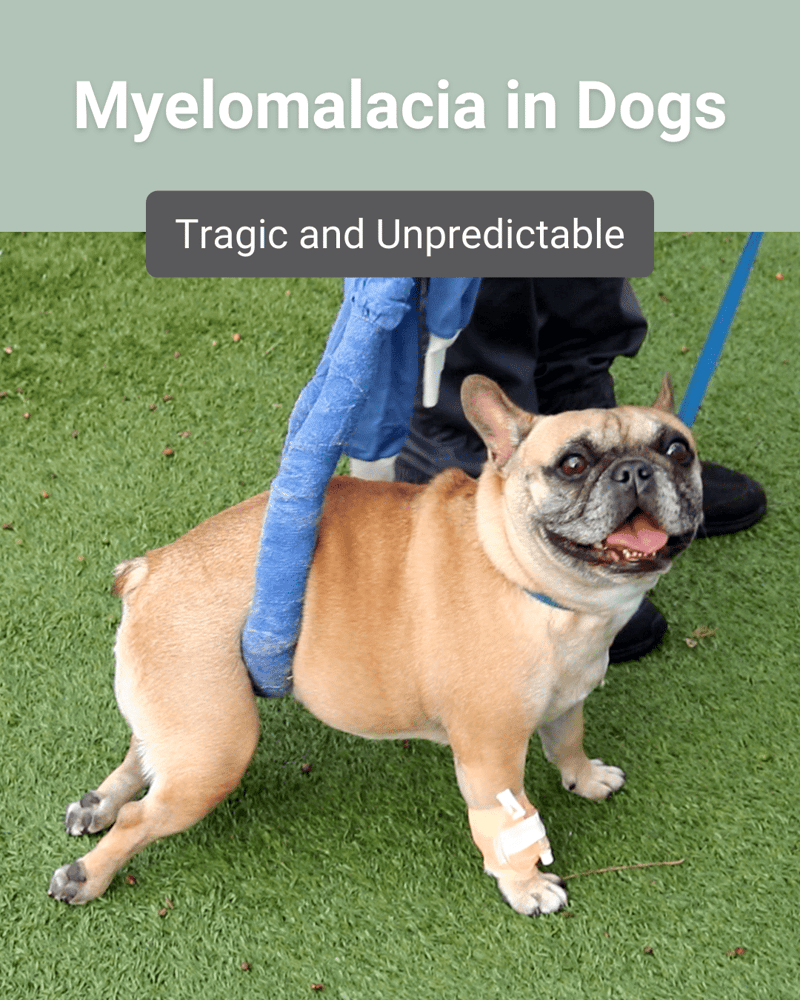 myelomalacia in dogs