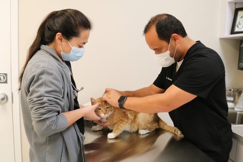 neuro exam for vestibular disease in cats